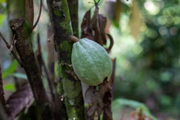 It will take five years for the cacao project to be fully operational, but it offers an alternative to illegal mining.