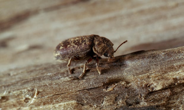 The deathwatch beetle (Xestobium rufovillosum)