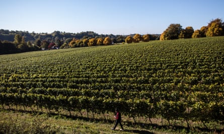 A field of chardonnay grapes at Hambledon Vineyard.