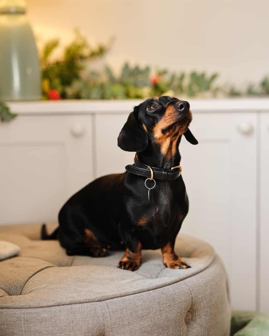 Sophie Goddard's dog