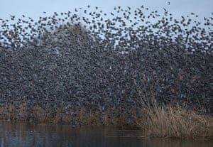 Milhares de estorninhos decolam de seus poleiros ao amanhecer, em Somerset Levels, perto de Glastonbury, Reino Unido