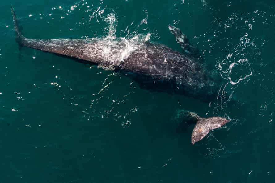 Gray whales in Baja California, where they mate and give birth before heading north.