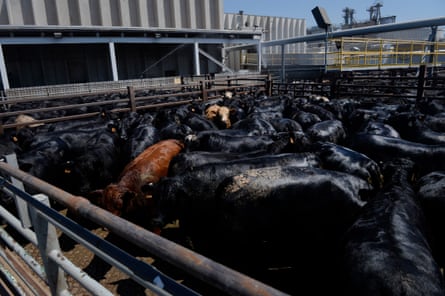 Beef cattle in pens, their last stop moments before slaughter at the JBS Beef Plant, in June 2015.