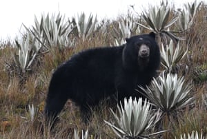 A spectacled bear at Chingaza national natural park in La Calera municipality, near Bogotá, Colombia