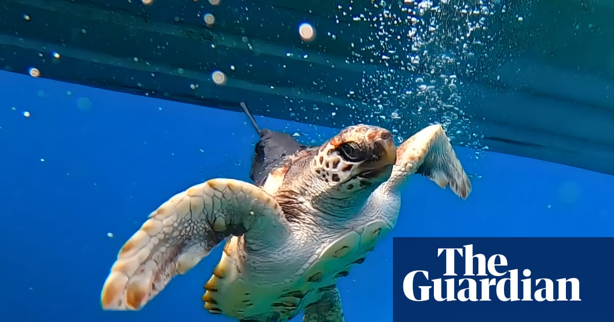 Tiny, lost and constipated: what a baby turtle told Australian scientists about warming seas