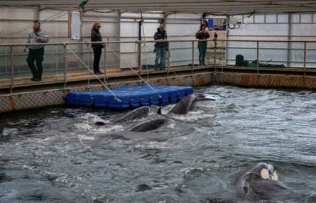 Orca are seen in one of the pens