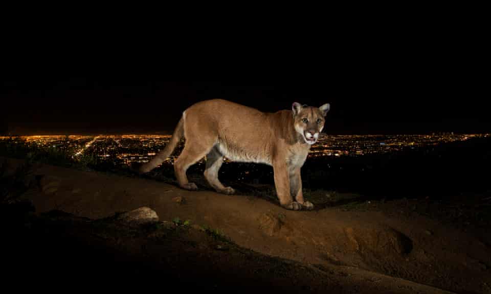 P-22, the ‘poster child’ for mountain lion preservation caught on remote camera, with Los Angeles in the background.