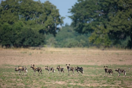 Nine African wild dogs seen from a distance on the savannah
