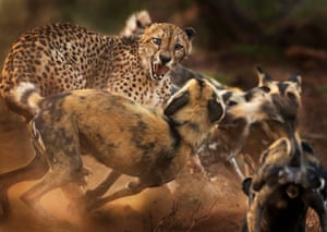 A lone male cheetah is set upon by a pack of African wild dogs.