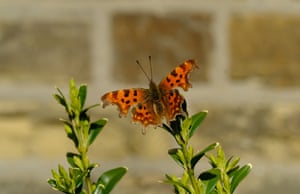 A comma butterfly spotted in a Leeds garden.