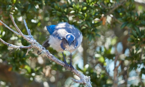 This Developing Adolescent Blue Jay Still Has Some of Its Baby