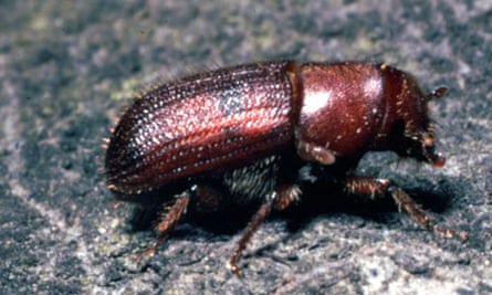 A red turpentine beetle, a type of bark beetle, pictured near San Francisco.