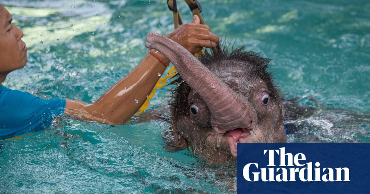 Thai baby elephant receives water therapy – in pictures | World news