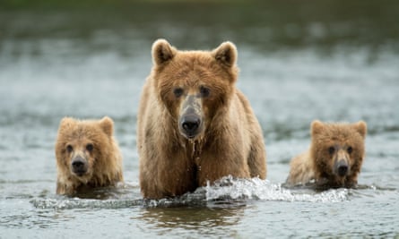Hunters will be able to lure bears with food, draw them from their dens with artificial light and shoot caribou while they are swimming or from motorboats.
