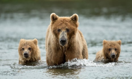 Hunters will be able to lure bears with food, draw them from their dens with artificial light and shoot caribou while they are swimming or from motorboats.