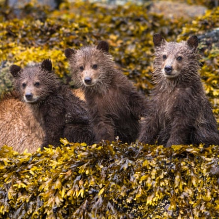 Grizzly bears were one of the species protected by the formation of the Great BEar Rainforest project.