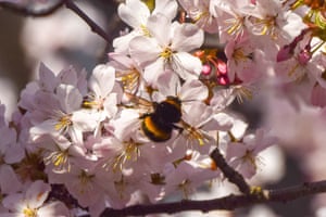 Uma abelha poliniza uma cerejeira no centro de Londres no início da primavera no Reino Unido