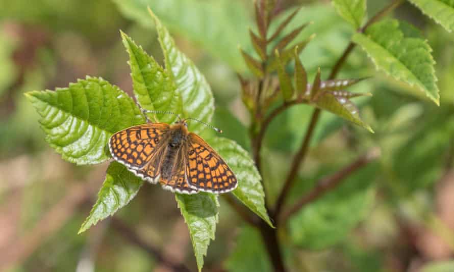 A newly emerged Glanville Fritillary butterfly at Hutchinson’s Bank, Surrey.