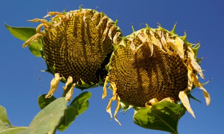A field with dried sunflowers