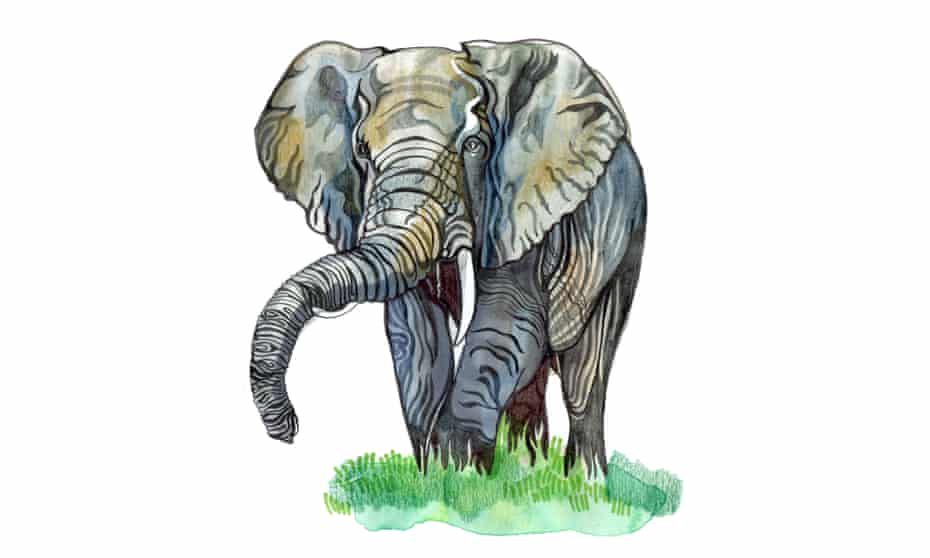 Illustration of an African elephant