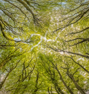 Woodland, Exmoor national park, by Shaun Davey: ‘The atmospheric, cathedral-like canopy of the ring of beech trees at Three Combes Foot.’