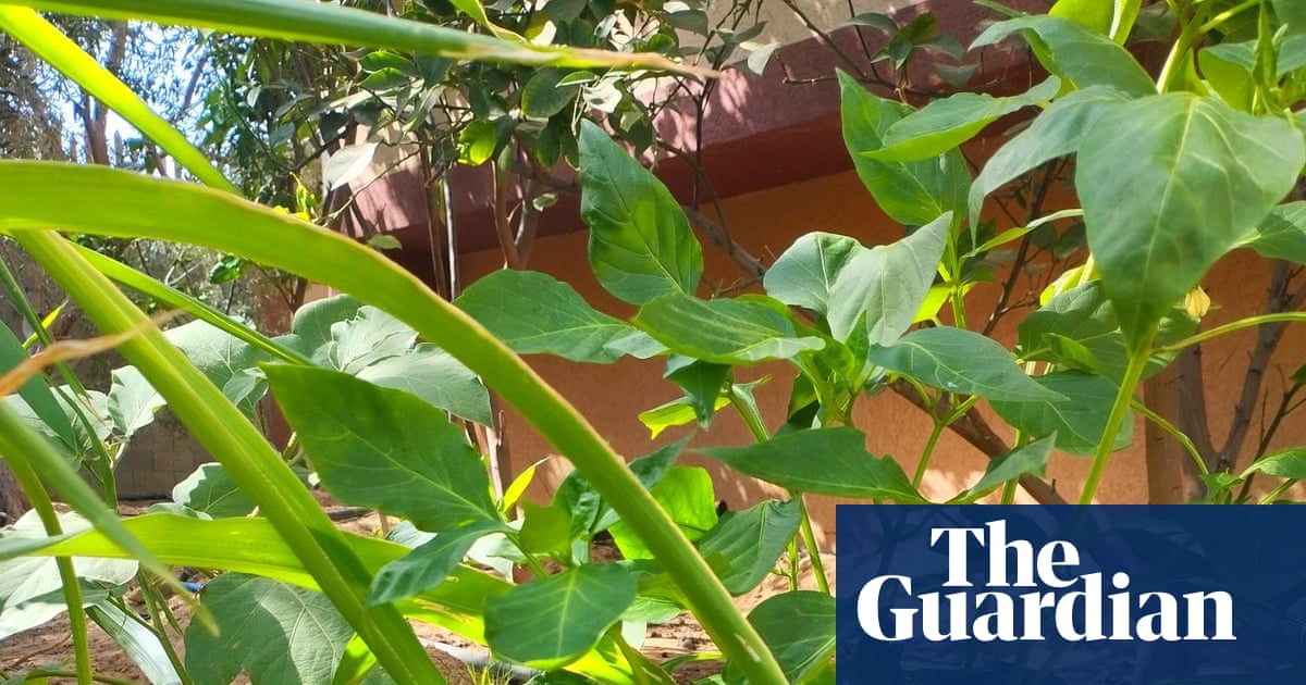 In Gaza, a Garden of Defiance Amid Despair