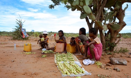 Prickly pears are one of the last foods available in this austere environment. These women walked for a day to collect fruit for their stall near a health centre.