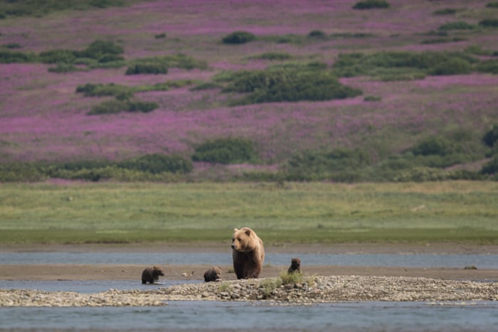 A proposed mine in Alaska will endanger brown bears – and much more 2048