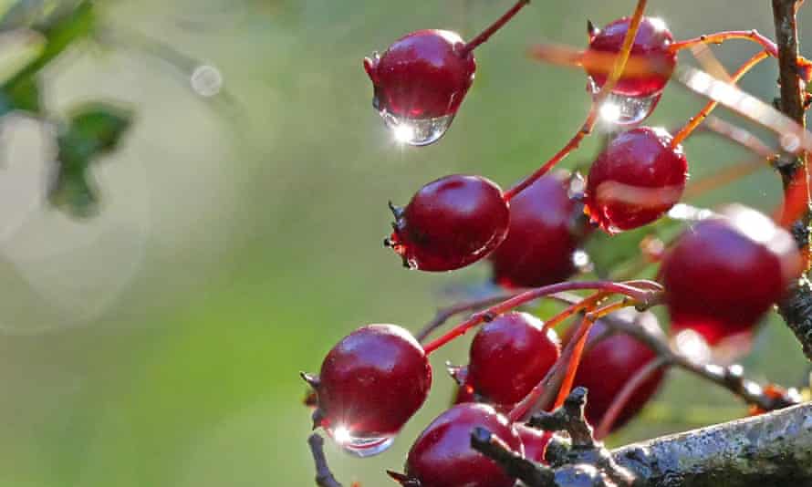 Crimson haws bejewelled with raindrops.