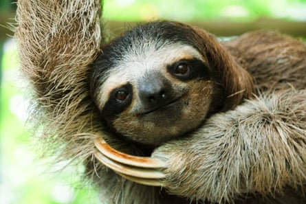a sloth