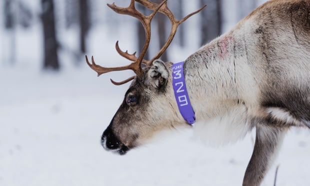A reindeer in Jokkmokk.