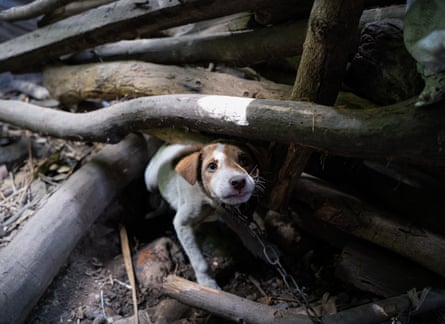 A small white dog with brown patches on its face and a chain around its neck cowers under wooden beams