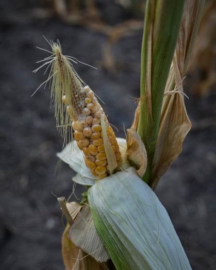 A maize, or sweetcorn, plant affected by the hot and dry conditions