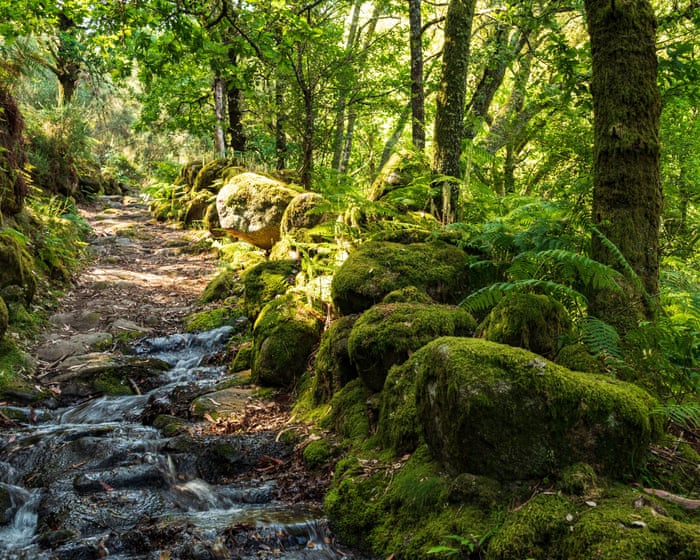 Portugal fined £8.7m by EU court for failing to protect biodiversity