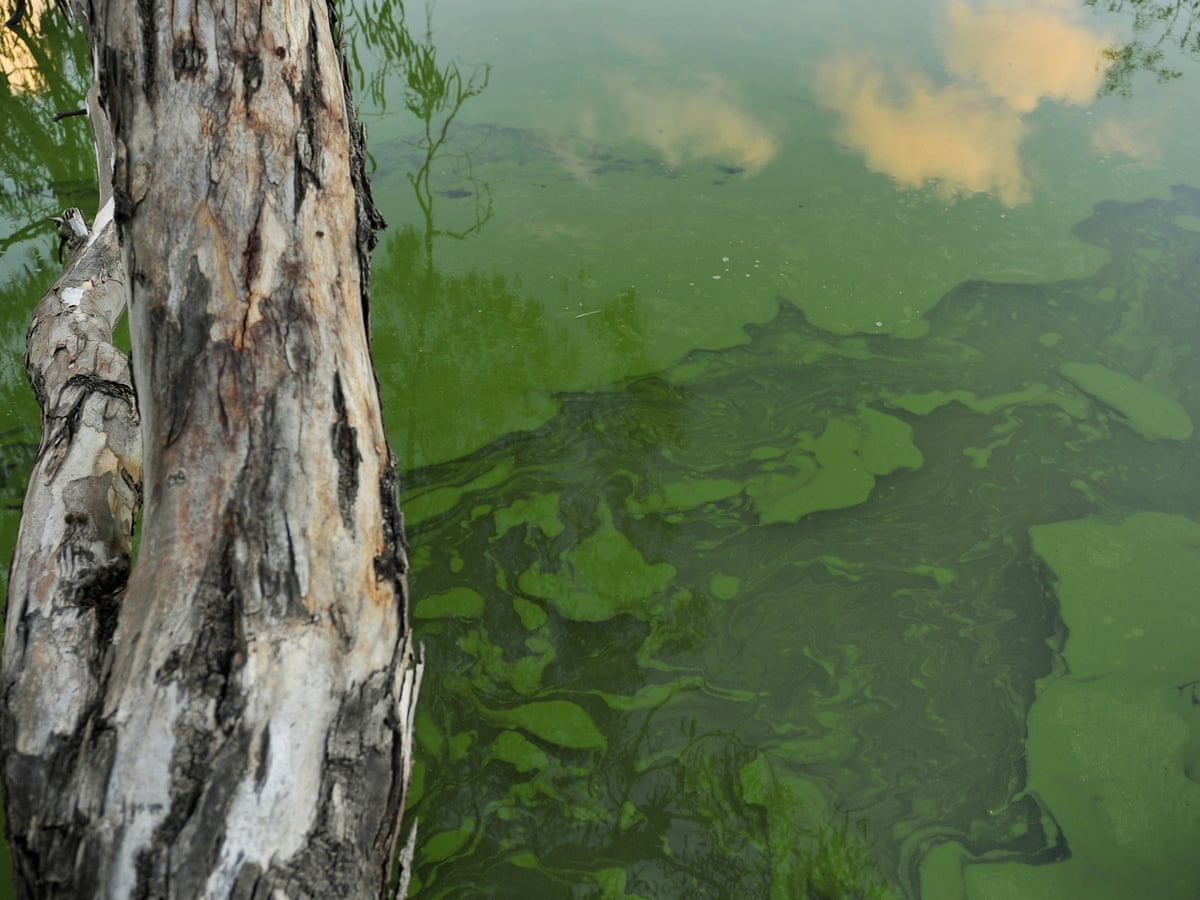High temps and heavy rains cause unusual blue green algal conditions in