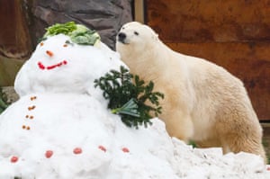 Milana the polar bear inspects her abominable gift – a snowman decorated with vegetables, nuts and her favourite meatballs, at Hanover Zoo in northern Germany