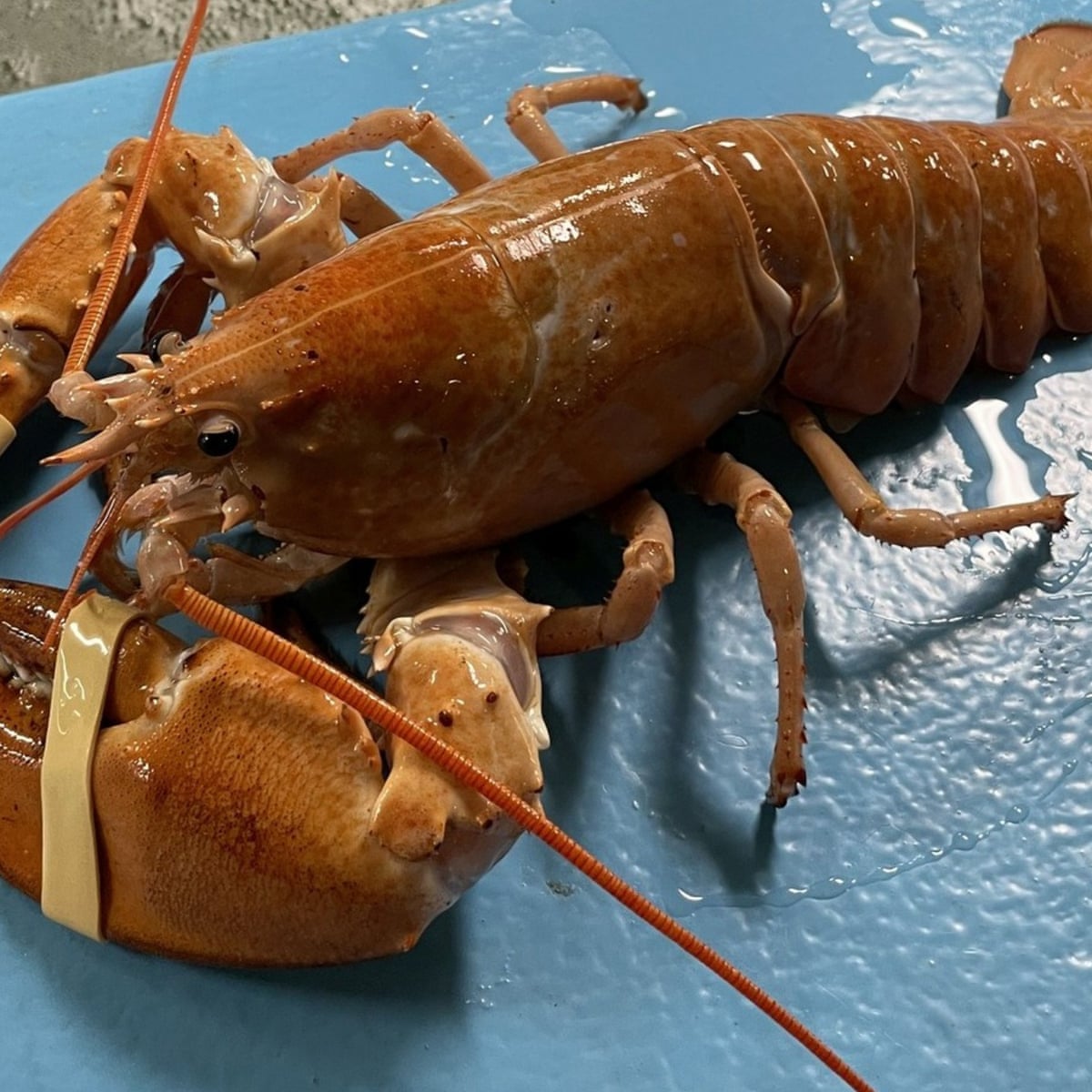 Catch of the day: rare gold lobster saved by attentive cook in Rhode Island | Rhode Island | The Guardian Catch of the day: rare gold lobster saved by attentive cook in Rhode Island | Rhode Island | The Guardian