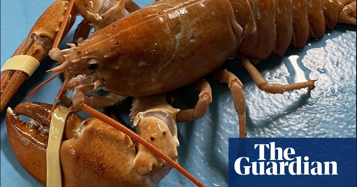 Catch of the day: rare gold lobster saved by attentive cook in Rhode Island