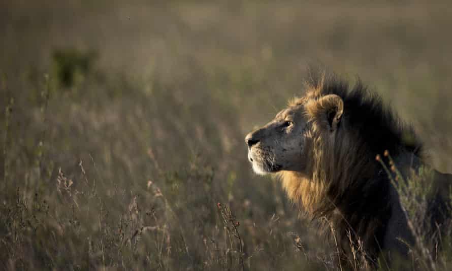 A male lion in Nairobi national park.