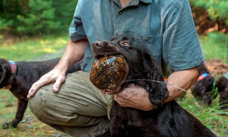 A trained dog retrieves a box turtle.
