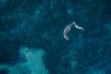 An aerial shot of two seals in the water