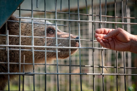 Libearty Bear Sanctuary Zarnesti