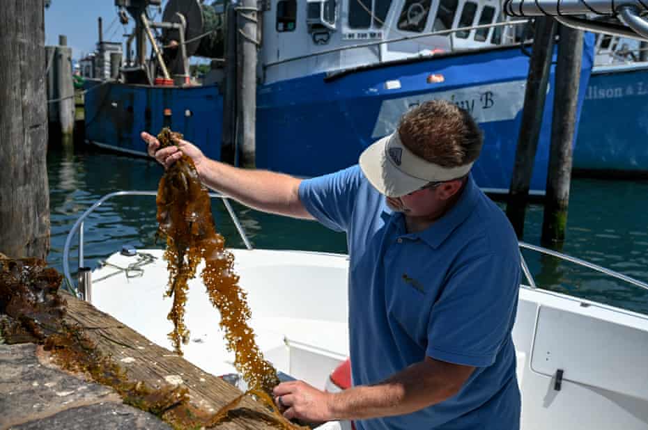 Steve Schott, holds up sugar kelp harvested on Fishers Island.
