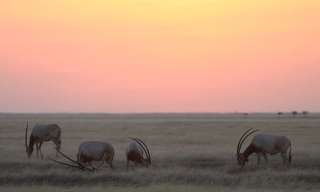 Scimitar-horned oryx grazing at the edge of the Sahara desert