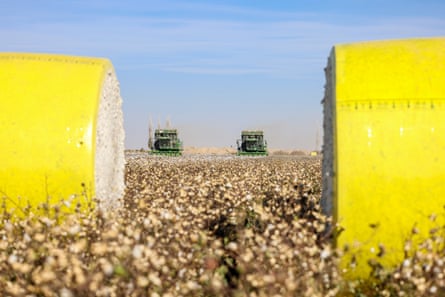 Two harvesting machines are seen in the distance in a cotton field, framed by two hug bales of cotton that are encased in yellow plastic.
