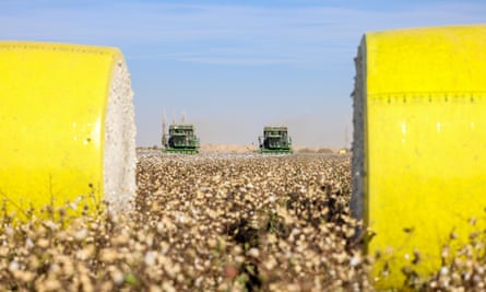 Um campo de algodão em Kuqa, Xinjiang