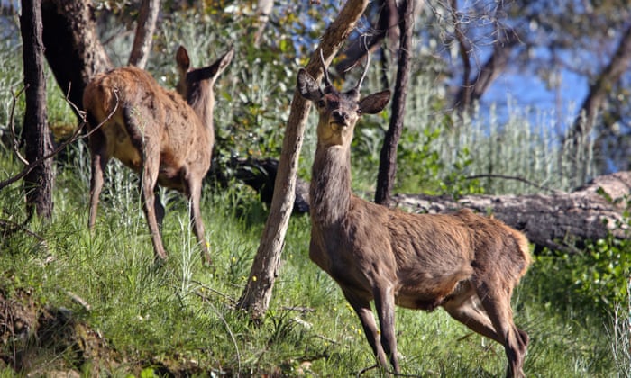 Managing the Impact of Feral Deer on Australia