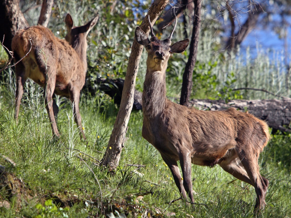 Unveiling the Truth: Were Deer Ever Native to Australia?
