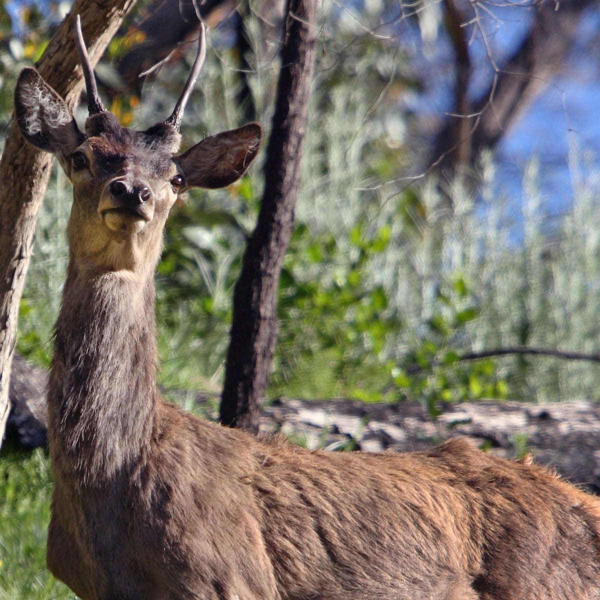Protecting Native Species: The Battle Against Invasive Deer in Australia