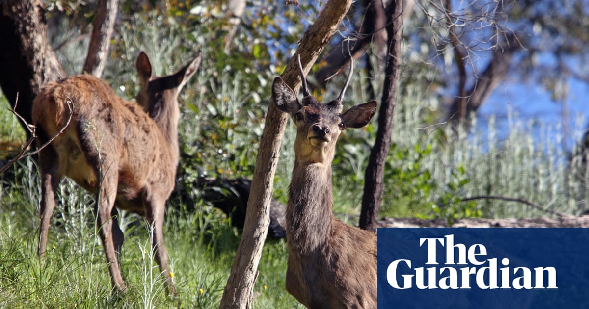 Feral deer will become Australia’s next feral pig problem without prompt action, report warns